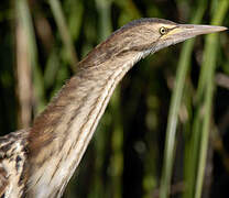 Little Bittern