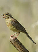 Cirl Bunting