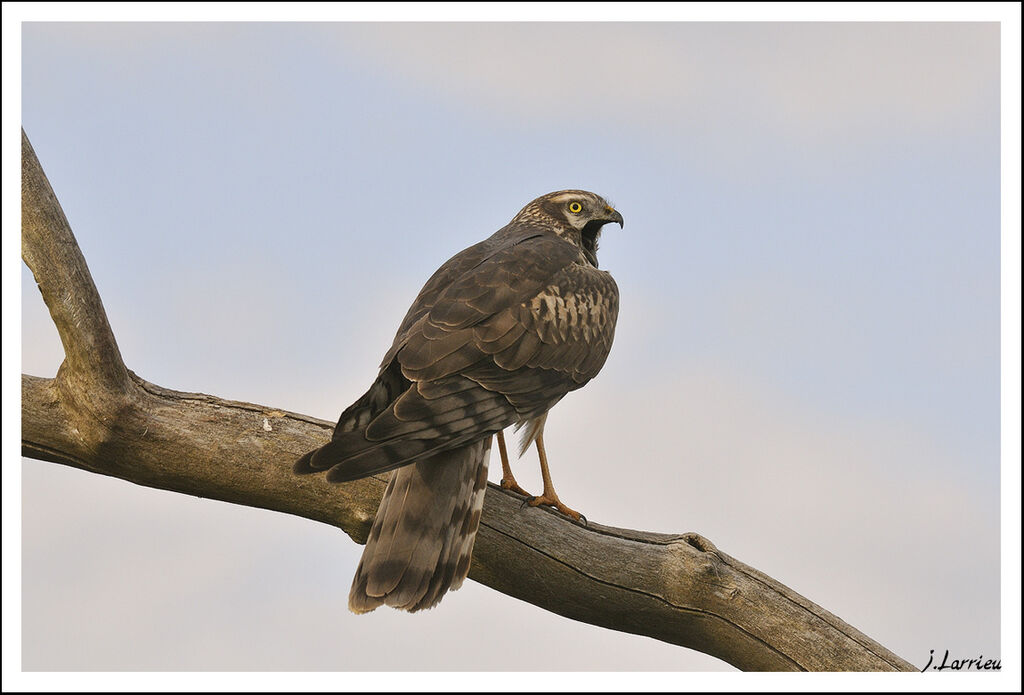 Montagu's Harrier