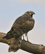 Montagu's Harrier