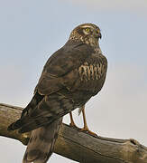 Montagu's Harrier