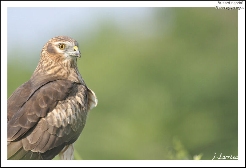 Montagu's Harrier female