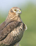 Montagu's Harrier