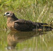 Montagu's Harrier