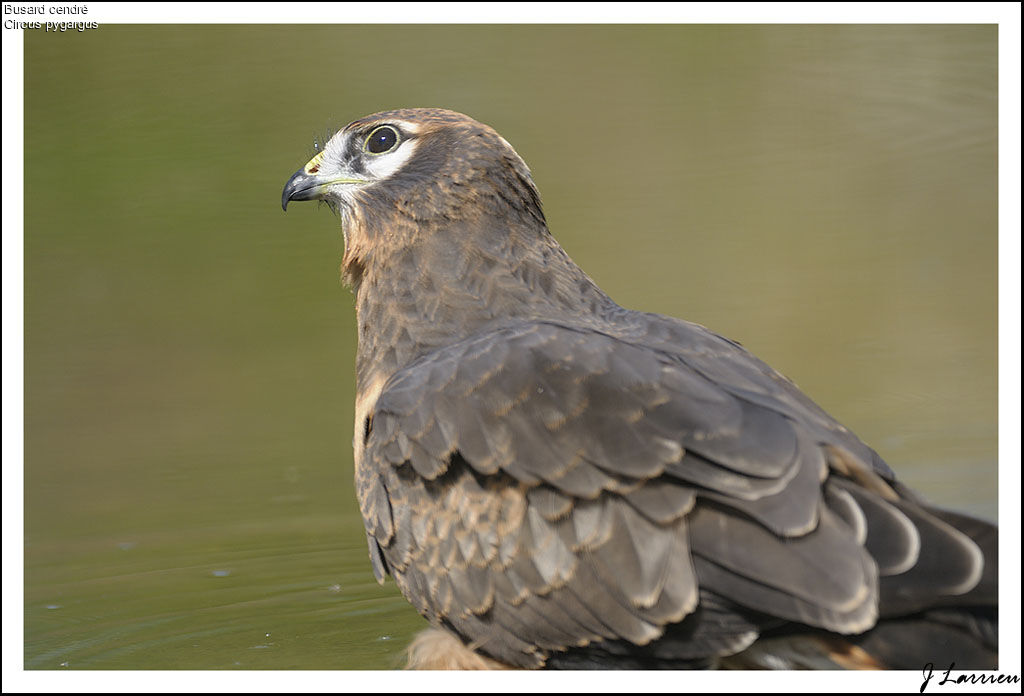 Montagu's Harrier