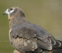 Montagu's Harrier