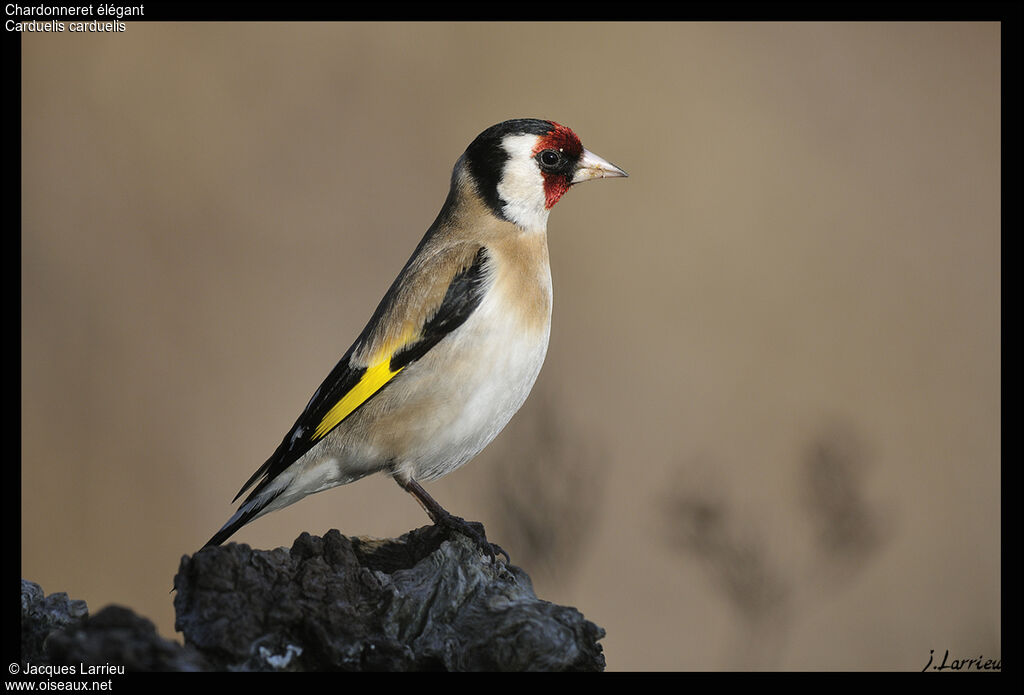 Chardonneret élégant