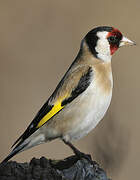 European Goldfinch