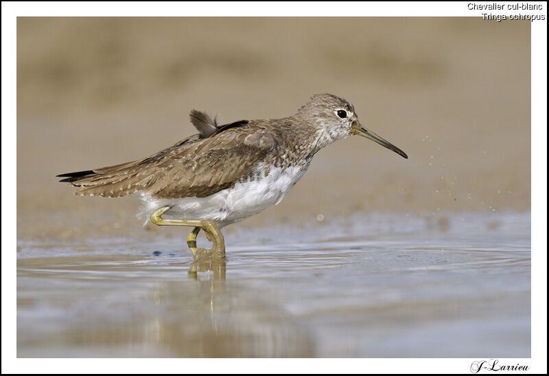 Green Sandpiper