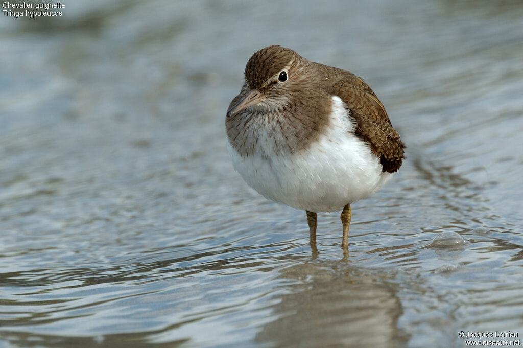 Common Sandpiper