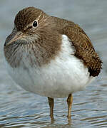 Common Sandpiper