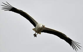 White Stork