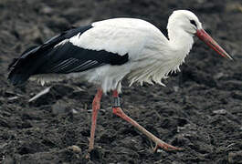 Cigogne blanche