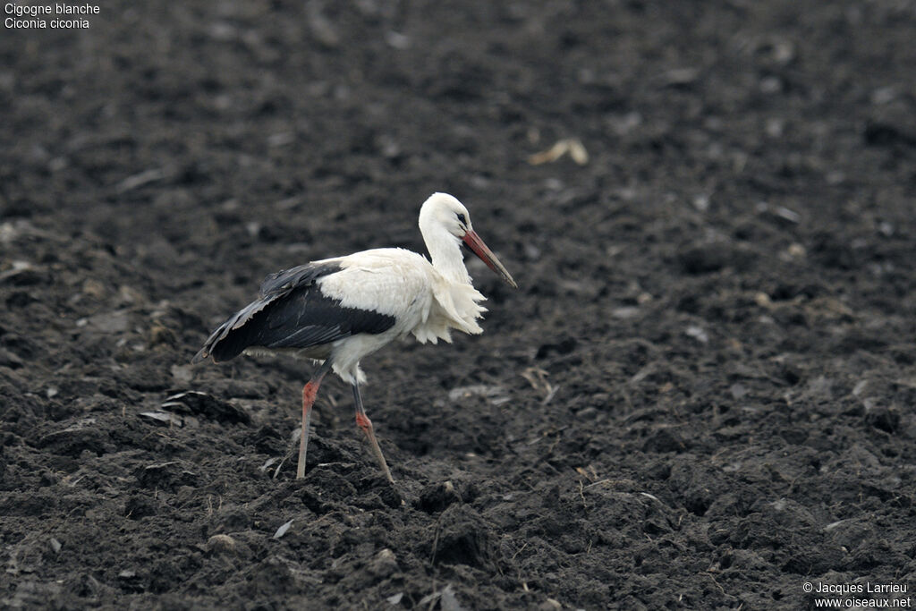 White Stork