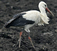 Cigogne blanche