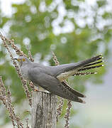 Common Cuckoo