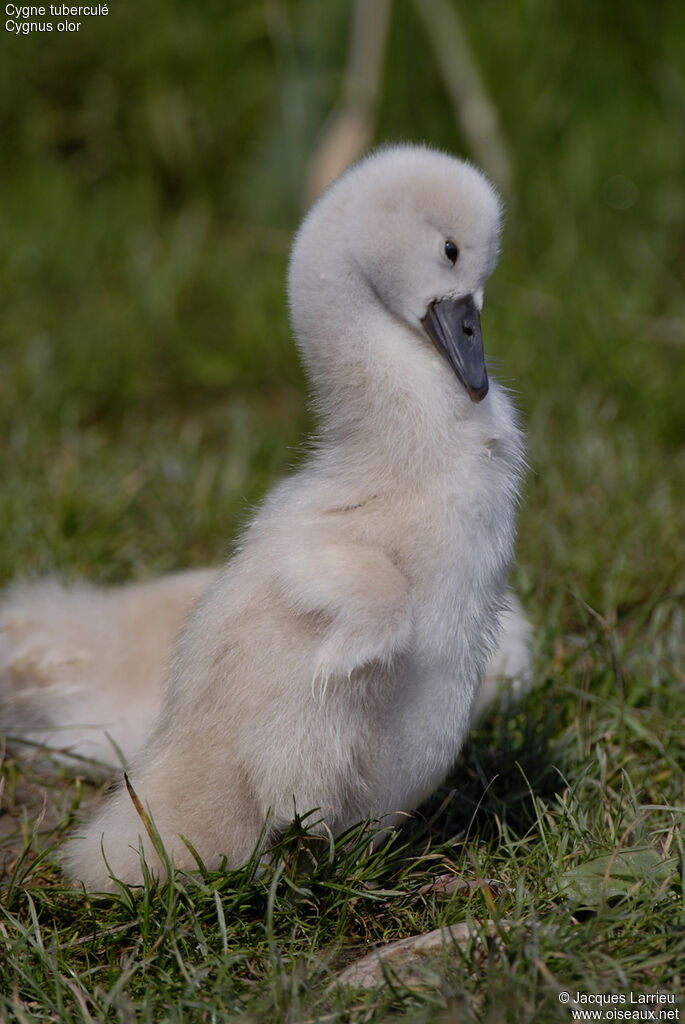 Mute Swanjuvenile