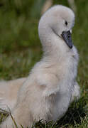 Cygne tuberculé