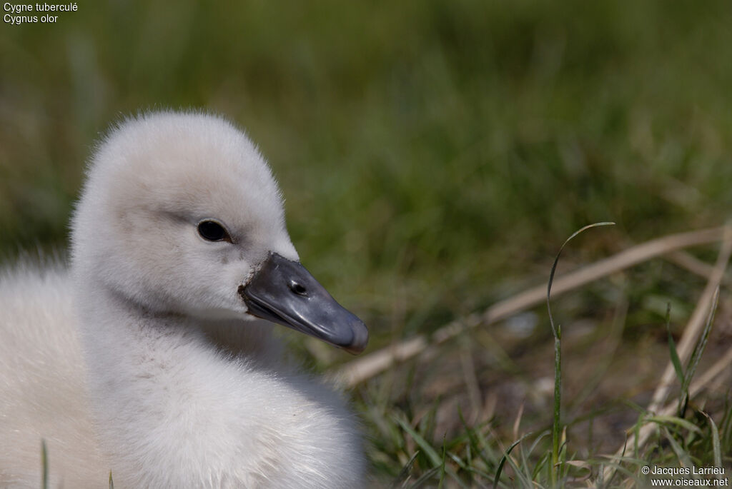 Mute Swanjuvenile