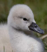 Cygne tuberculé