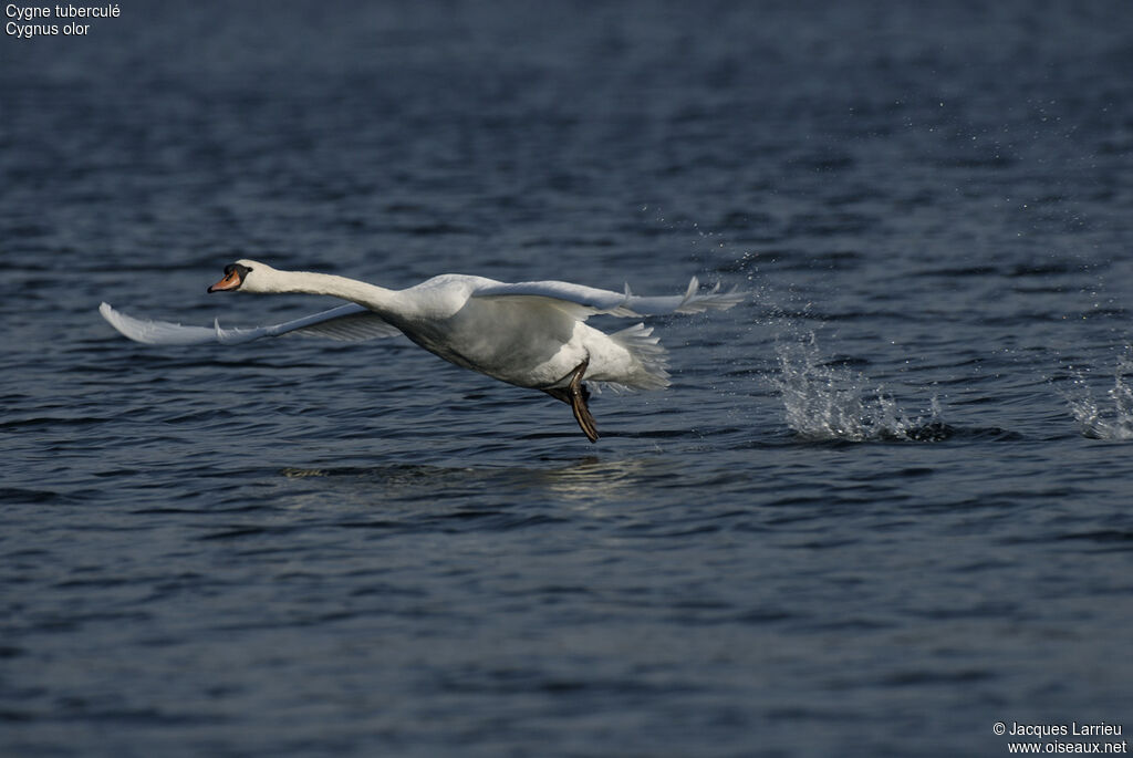 Mute Swan