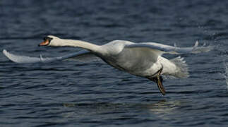 Cygne tuberculé