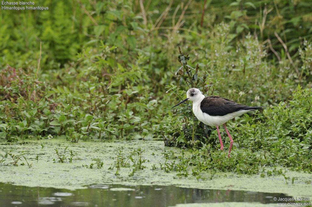 Black-winged Stilt