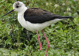 Black-winged Stilt