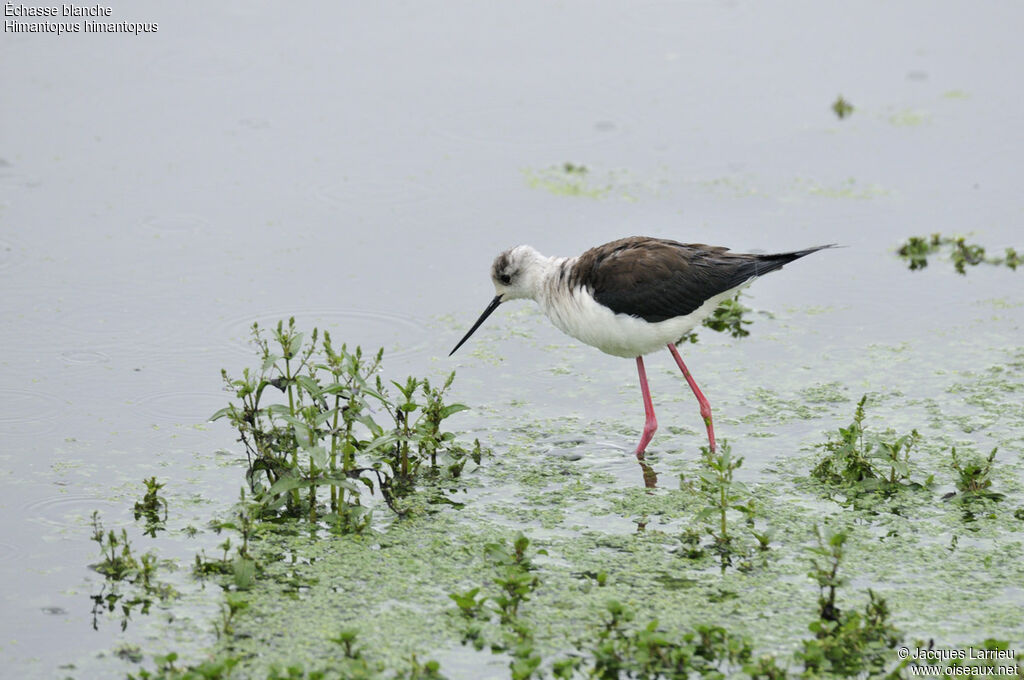 Black-winged Stilt