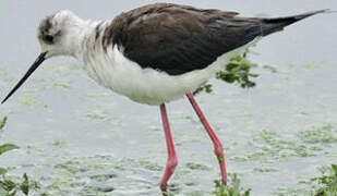 Black-winged Stilt