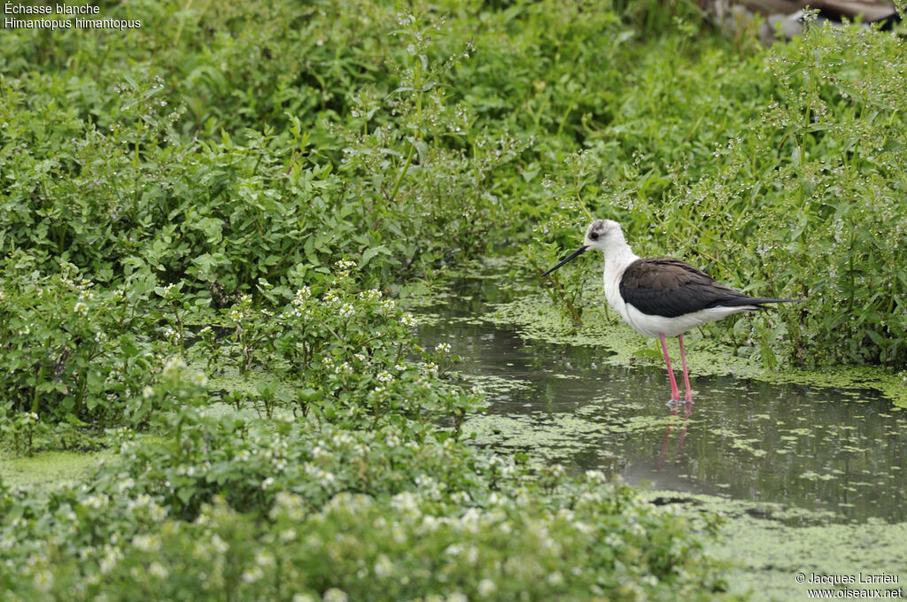 Black-winged Stilt