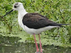 Black-winged Stilt