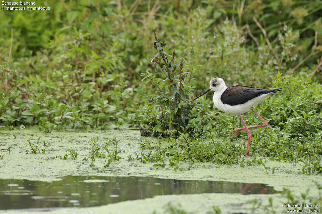 Black-winged Stilt