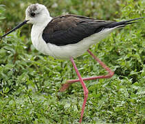 Black-winged Stilt