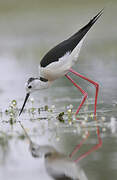 Black-winged Stilt