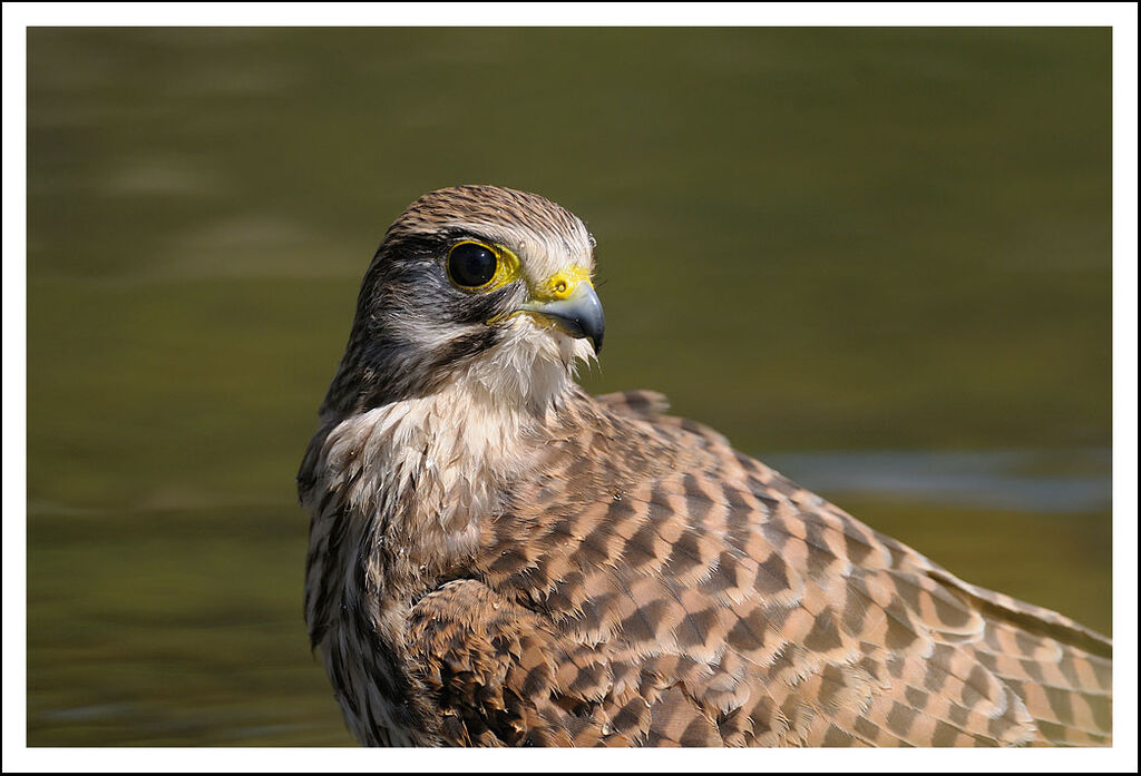 Common Kestrel