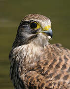 Common Kestrel