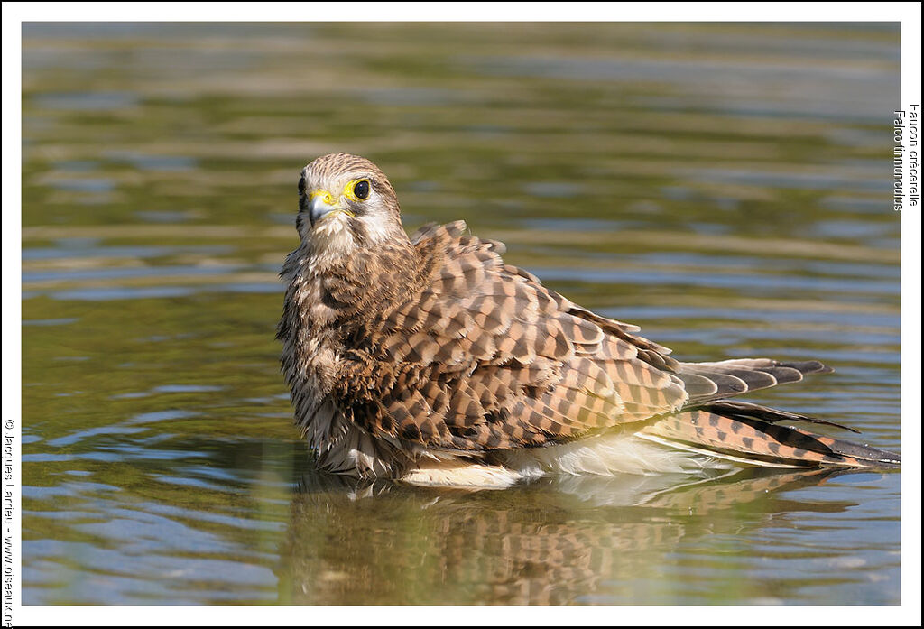 Common Kestrel, Behaviour