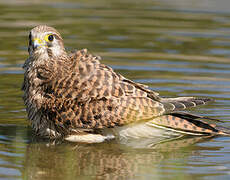 Common Kestrel