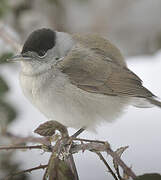 Eurasian Blackcap