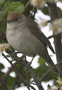 Eurasian Blackcap