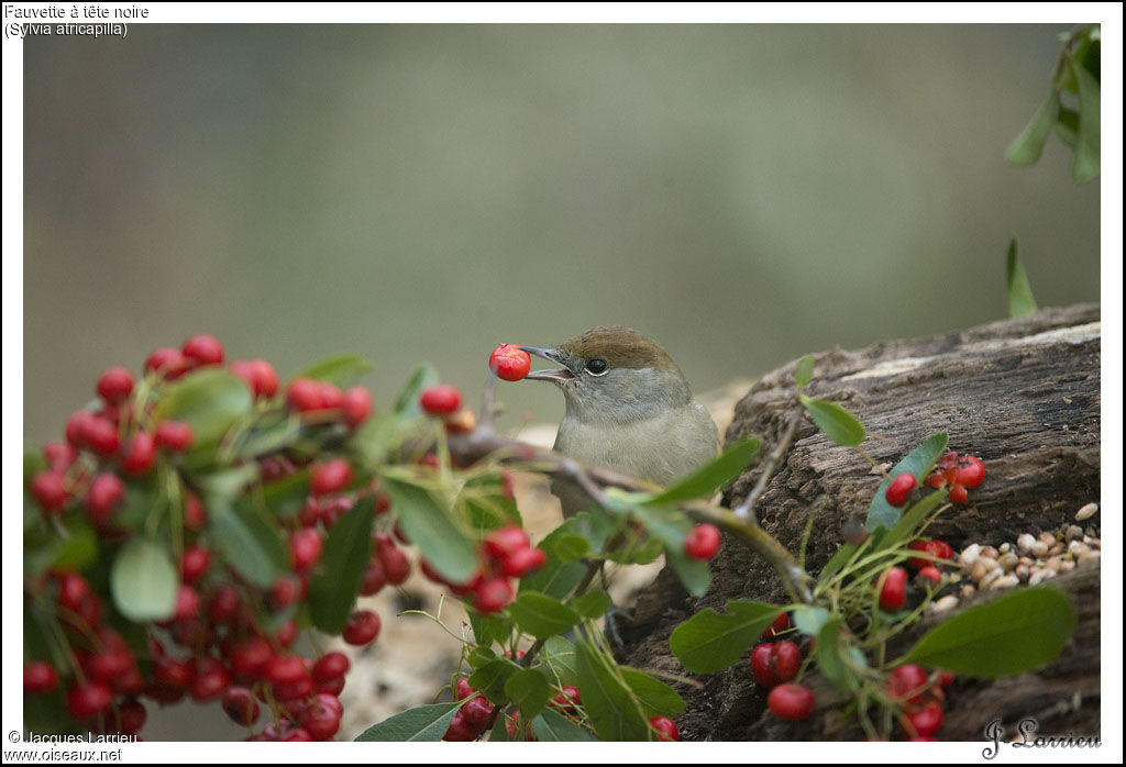 Eurasian Blackcap