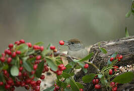 Eurasian Blackcap