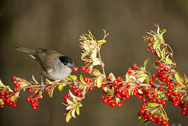 Eurasian Blackcap