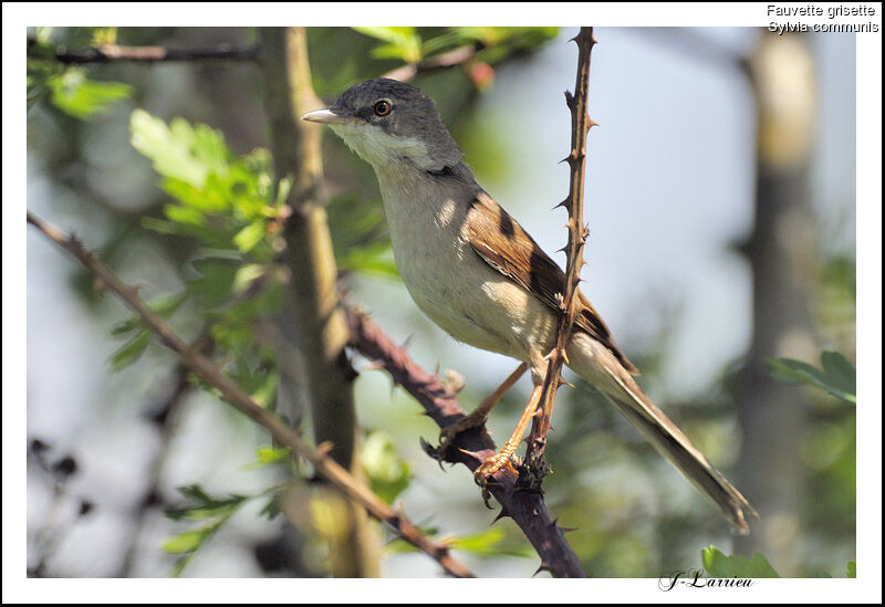 Common Whitethroat