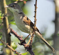 Common Whitethroat