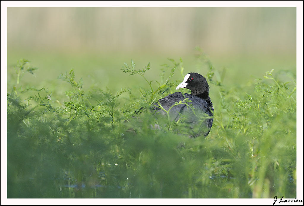 Eurasian Coot