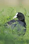 Eurasian Coot