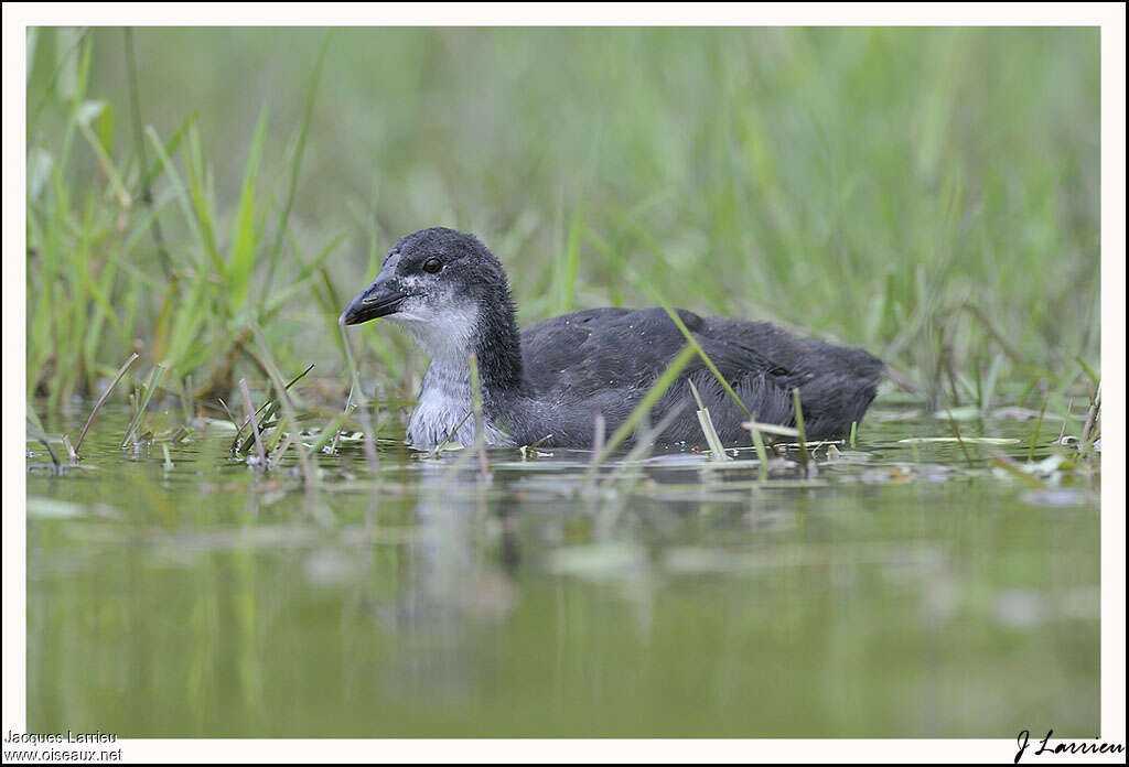 Foulque macroulejuvénile, identification