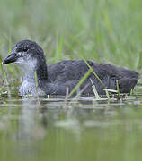 Eurasian Coot